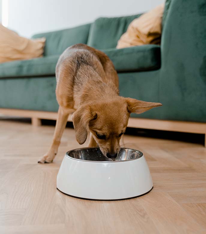 Notre catalogue de croquettes et friandises pour chiens
